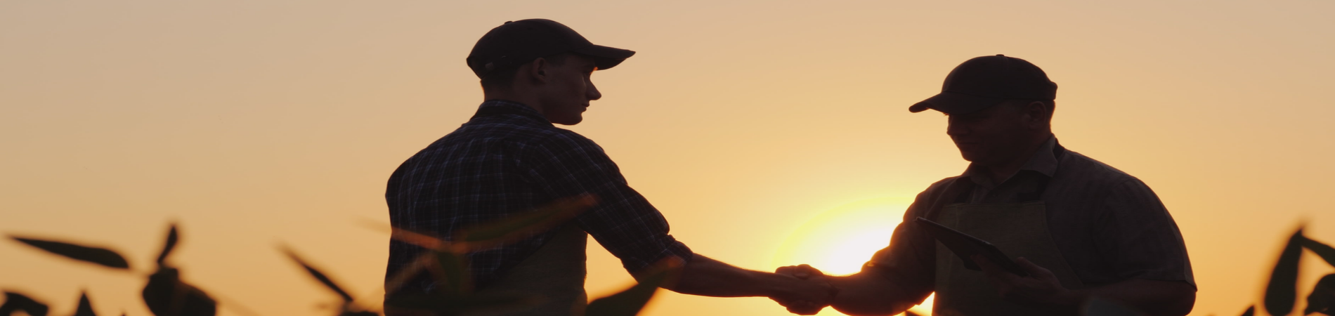 farmers shaking hands in cornfield at sunset